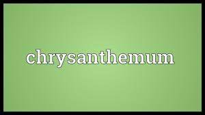 Chrysanthemum Meaning Youtube
