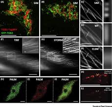 All living things are composed of cells. Super Resolution Microscopy In Plant Cell Imaging Trends In Plant Science