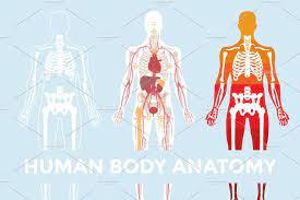 Human Body Anatomy Human Body Anatomy Body Anatomy Human Body