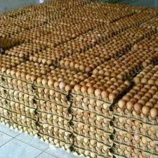 Lain halnya dengan sulawesi barat, harga pembatasan dilakukan dengan cara menarik telur tertunas yang berusia 19 hari. Grosir Telur Ayam Coklat Negeri Harga Termurah Min 15 Kg 1 Ikat Khusus Bandung Shopee Indonesia