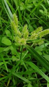 Image result for Cyperus cyperoides