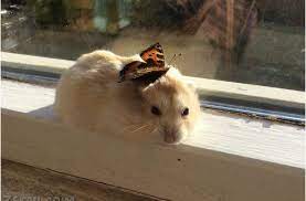 صور هامستر أحلي خلفيات الهامستر وأشكاله وهو يلعب موقع حصري cute hamsters cute baby animals animals