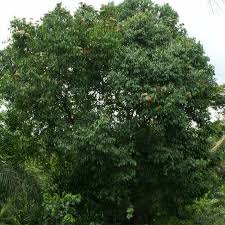 Image result for Bridelia micrantha