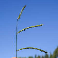 Image result for Sarcocornia decumbens