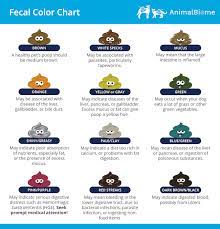 Acute diarrhea is quite a common occurrence in cats. Cat Diarrhea What You Need To Know Animalbiome