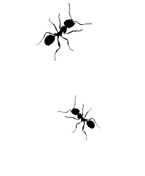 Epingle Sur Insectes
