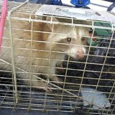 Barrier pest solutions is a local family team. All N One Pest Eliminators Bay Area Pest Control Diamond Certified