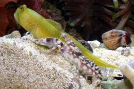 Some of these uses range from simple mating calls to self defense and some even use the sound they make as a weapon to hunt with. Top 10 Loudest Animals In The World The Mysterious World