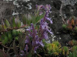 Image result for Aeollanthus repens