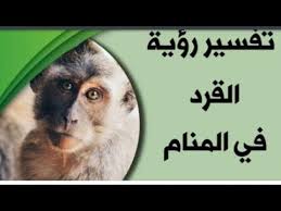 رؤية الحالم أنه أخذ شيء من القرد في الحلم دليل على ادخار ماله لأهل منزله. I Ytimg Com Vi Wkn Ss2azy Hqdefault Jpg