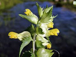 Image result for Dolichos angustifolius