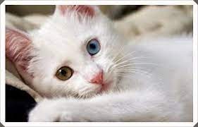 ruyada van kedisi gormek cok sirin hayvanlar guzel kediler cute kittens