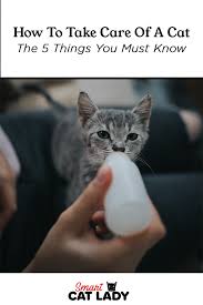 How To Take Care Of A Cat The 5 Things You Must Know Cats Pet Care Cats Cat Care Tips