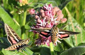 There are a total of  128  washington moths in the butterflyidentification.org database. How Can You Tell The Difference Between A Butterfly And A Moth Library Of Congress