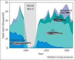 Check spelling or type a new query. Opportunistic Exploitation Of The Antarctic Blue Whale Balaenoptera Download Scientific Diagram