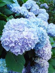 Hydrangea Hydrangea Care Hydrangea Flower Peonies And Hydrangeas