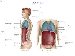 Check out our abdominal quadrants selection for the very best in unique or custom, handmade did you scroll all this way to get facts about abdominal quadrants? What Are The 4 Body Cavities