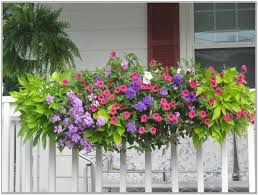 8 to 20 feet tall and 3 to 6. Window Box Flowers For Window Box In Full Sun