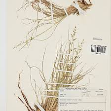 Image result for Eragrostis nindensis