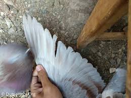 Di mana, pada zaman dulu, burung merpati digunakan untuk mengantar dan mengirim surat. 3 Gaya Terbang Merpati Balap Yang Sering Juara Dunia Hobi