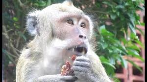 Posted in tutorial on january 29, 2020. Topeng Monyet Makan Tempe Bacem Long Tail Monkey Kaliurang Hd Youtube