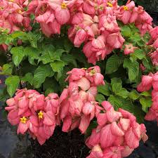 Image result for Mussaenda