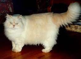 Meskipun begitu, ada juga pilihan kucing anggora yang lebih murah, yaitu hasil persilangan. Harga Anak Kucing Anggora Umur 2 Bulan Anggora Murah Baru Lahir Faktor Yang Mempengaruhi Harga Emas Saham Minyak Du Kucing Menggambar Kucing Kucing Persia
