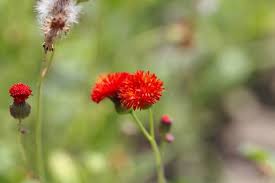 Image result for Emilia coccinea