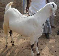 (0.28 mi) hong lu tea house. Sojat Goat At Rs 360 Per Kg Rajasthani Sojat à¤¸ à¤°à¤œà¤¤ à¤¬à¤•à¤° à¤¸ à¤œà¤¤ à¤¬à¤•à¤° à¤¸ à¤œà¤¤ à¤— à¤Ÿ Raigad Goat Farm Poladpur Id 14508232855