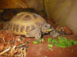 I feed my tortoise a daily diet of as much as he will eat of bok choy, collard greens, kale. My Younger Female Russian Tortoise Eating One Of The Best Items You Can Feed Them Chopped Cactus Pad Russian Tortoise Russian Tortoise Diet Tortoise Care