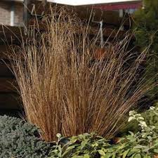Image result for Coleus buchananii