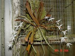 Image result for Aerangis kirkii