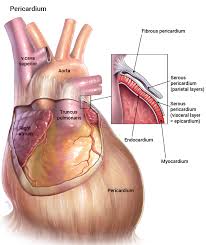 Image result for Pericardium