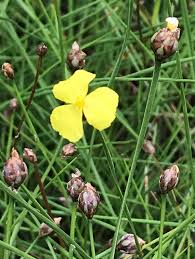 Image result for Xyris parvula