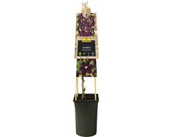 Maybe you would like to learn more about one of these? Grossblumige Waldrebe Floraself Clematis Hybride Warszawska Nike H 50 70 Cm Co 2 3 L Bei Hornbach Kaufen