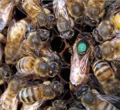 The Life Of A Queen Worker Bees And Queen Bees Have Vastly Different Microbiomes Bee Bee Keeping Queen Bees
