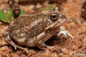 Image result for Cadaba natalensis