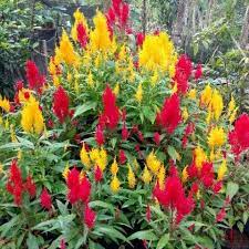 Kumpulan gambar tentang gambar taman bunga celosia bandungan, klik untuk melihat koleksi gambar lain di kibrispdr.org. Jual Bibit Bunga Celosia Kab Sleman Bibitbungamurah Tokopedia