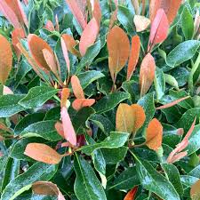 Image result for Eriobotrya