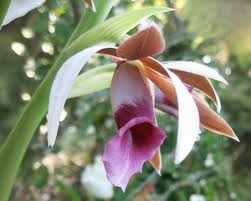 Image result for Phaius
