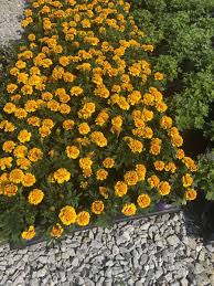 Florists wholesale florists wholesale verified: Davis Floral Company