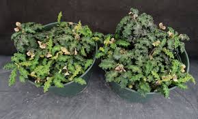 Image result for Euphorbia davyi