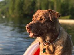 The 2019 Adventure Dogs: Best Face Shot