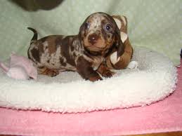 Purebred miniature dachshund puppies are ready for their new furever homes now! Dapple Dachshund Puppies For Adoption The Y Guide