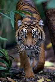 Best Zoos The World Melbourne Zoo Animals Beautiful Wild Cats