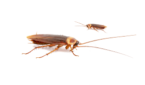 La Blatte Germanique Brunel 3d