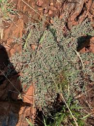 Image result for Euphorbia inaequilatera