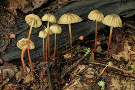 Image result for Pleurostylia capensis