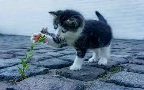 There are lots of cute and unique options for male the crisp white coat of a new white kitten can serve as the inspiration for its name. Girl Kitty Names Search 150 Cute And Famous Cat Names