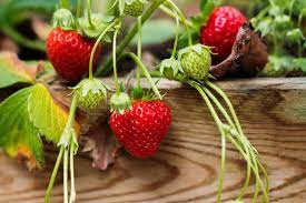 How to Grow Strawberries Indoors or Out